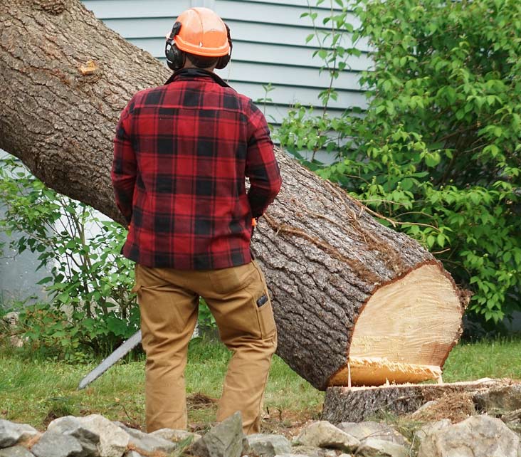 Oberson's Tree Removal Services