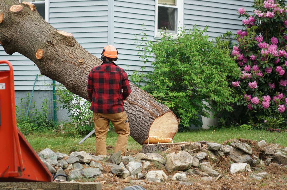 About Oberson's Tree Removal Services