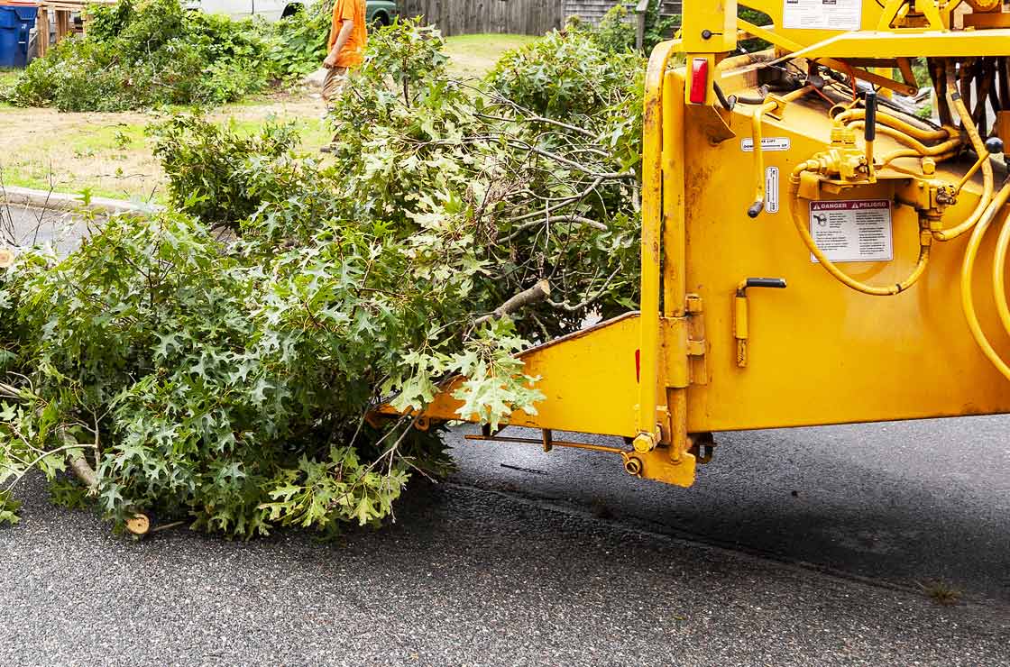 Oberson's Columbus Tree Removal Services