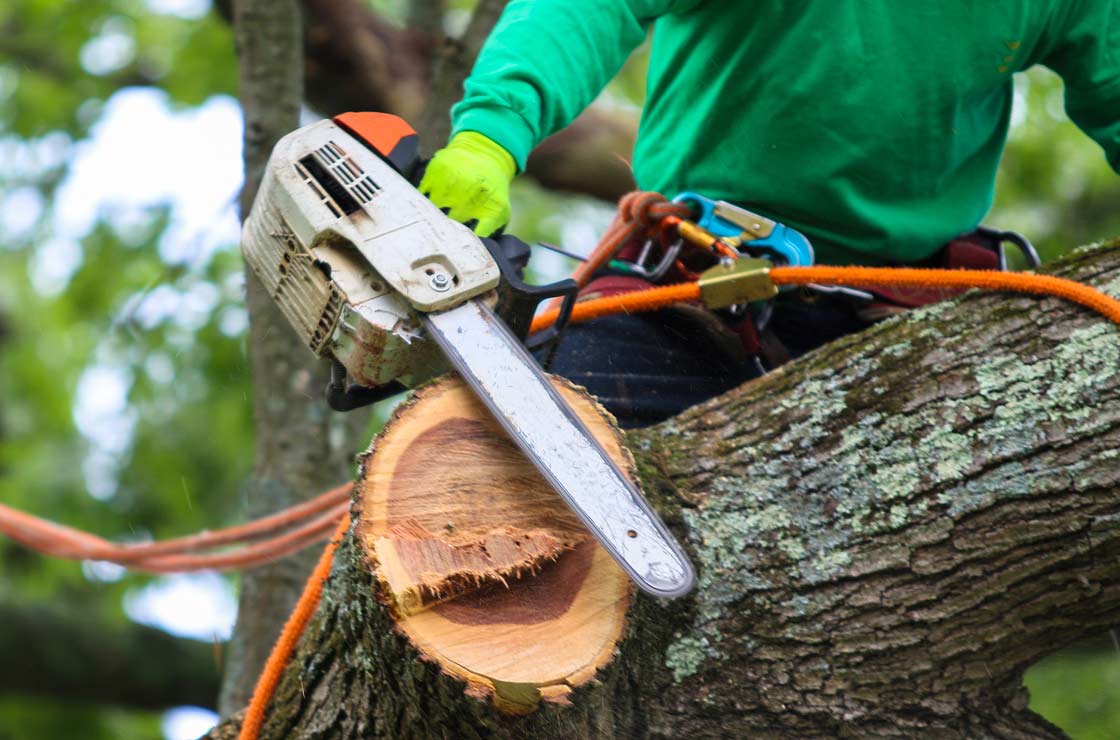 Oberson's Louisville Tree Removal Services
